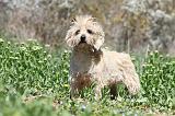 CAIRN TERRIER 260
